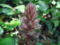 Orobanche hederae